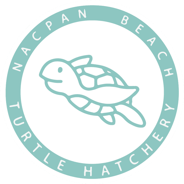 Nacpan Beach Turtle Hatchery